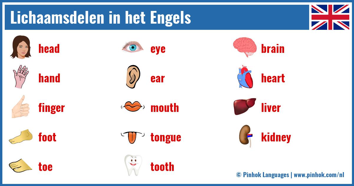 Lichaamsdelen in het Engels