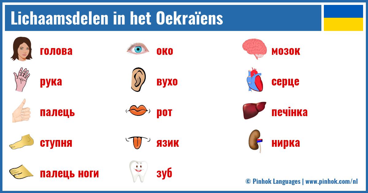 Lichaamsdelen in het Oekraïens