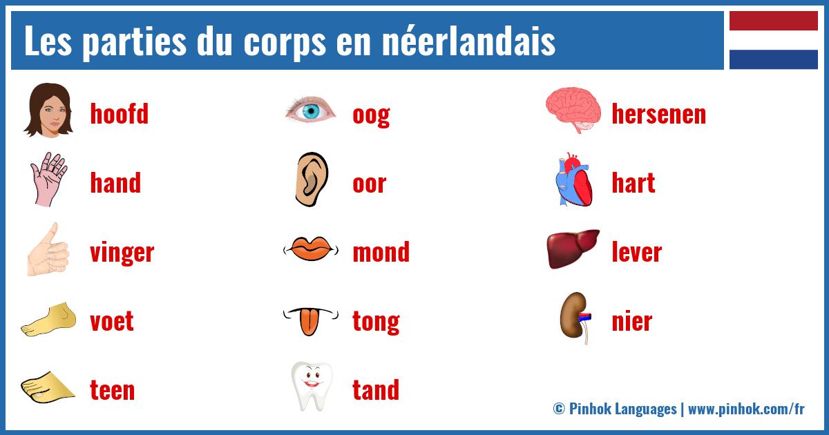 Les parties du corps en néerlandais